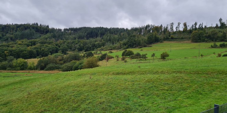 Blick ins Grüne