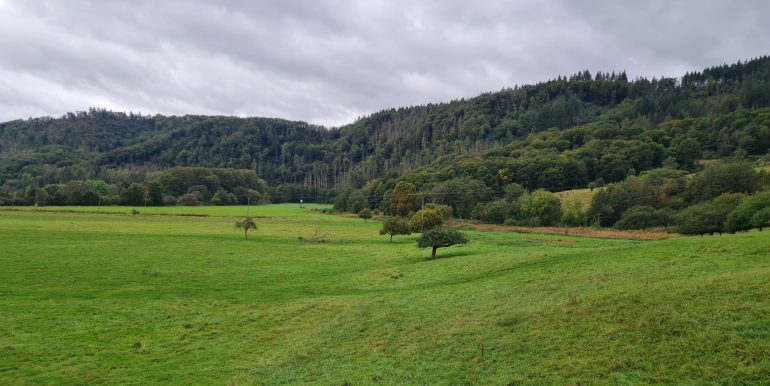 Blick ins Grüne